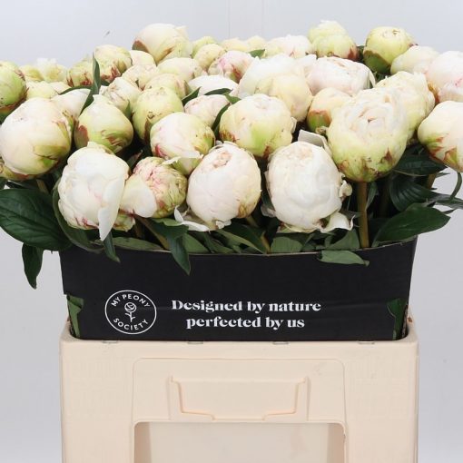 Pre Ordered Peonies - Cream - Bowl of Cream - Image 2