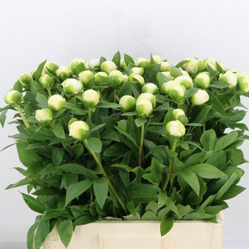 Pre Ordered Peonies - White - Duchess De Nemo - Image 3