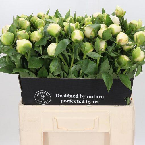 Pre Ordered Peonies - White - Duchess De Nemo