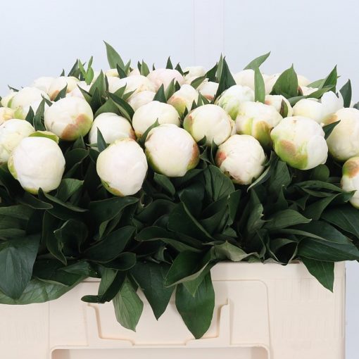 Pre Ordered Peonies - White - Madame Claude Tain