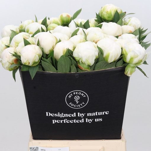 Pre Ordered Peonies - White - Madame Claude Tain - Image 2