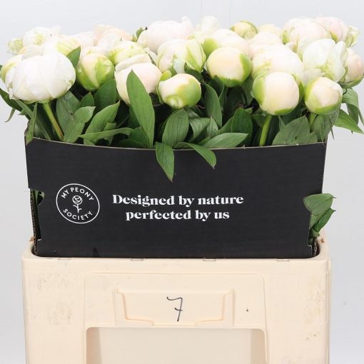 Pre Ordered Peonies - White - Madame Claude Tain - Image 3