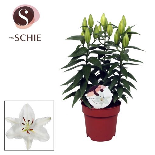 White Oriental Lily Plant - Oxygen