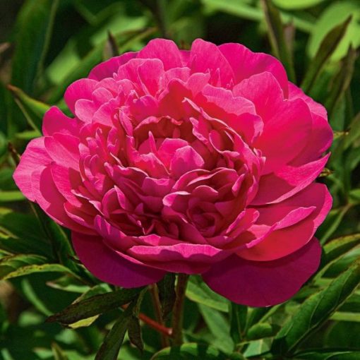 Peony Plant - Kansas