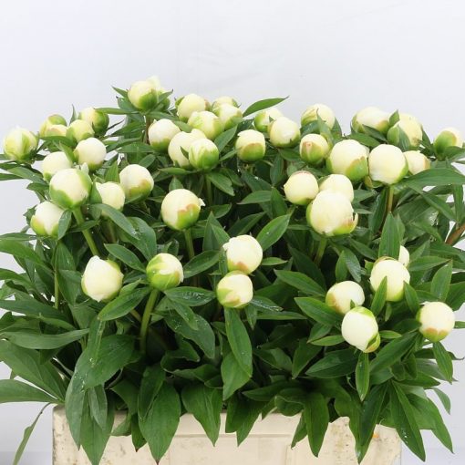 Pre Ordered Peonies - White - Duchess De Nemo - Image 2