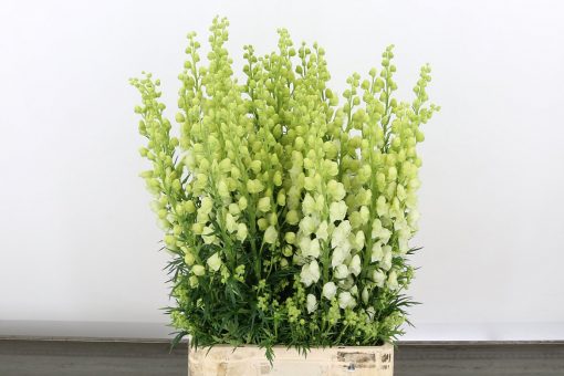 Aconitum - White