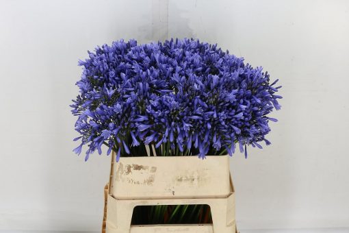 Agapanthus - Blue