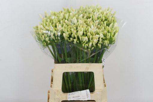 Agapanthus - White - 5 Stems