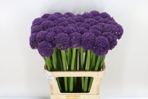 Allium - Purple