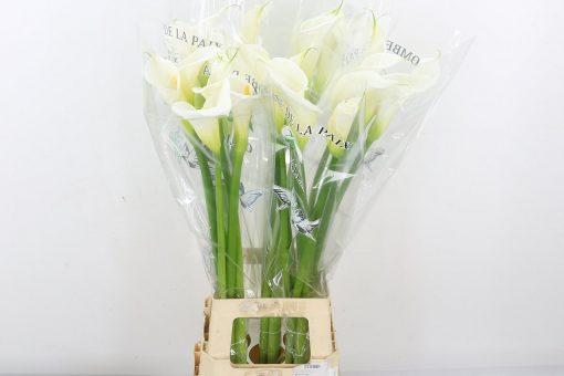 Arum Lilies - White