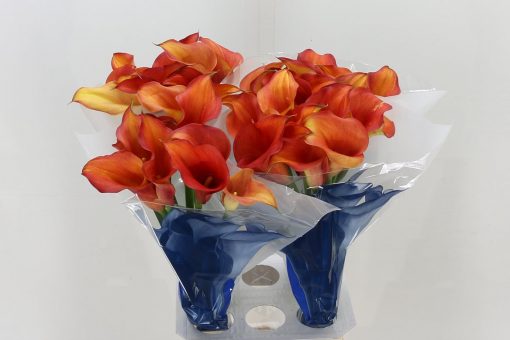 Calla Lilies - Mango