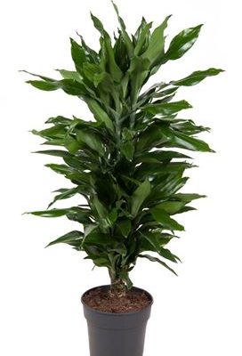 Dracaena Janet Lind