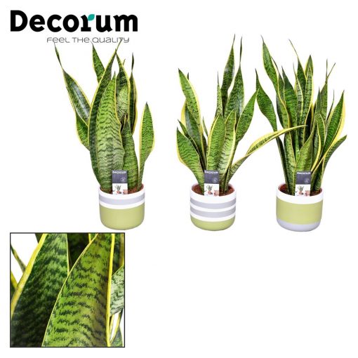 Sansevieria - Laurentii - Image 3