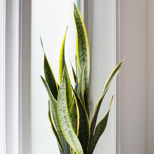 Sansevieria - Laurentii - Image 2