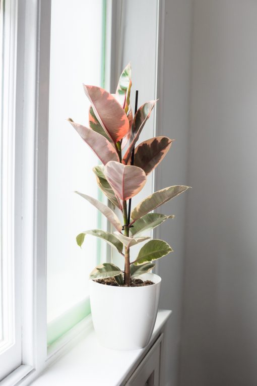 Ficus Elastica - Belize