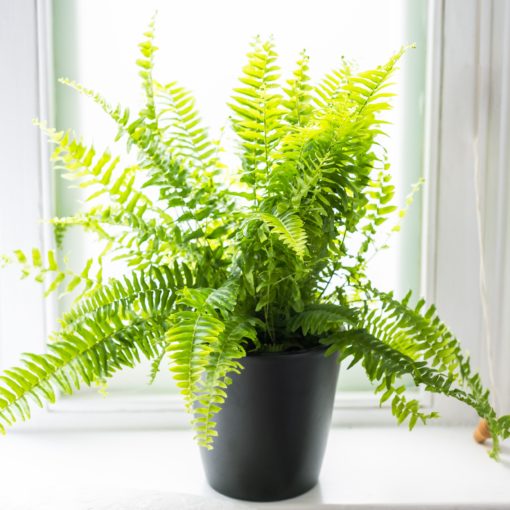 Nephrolepis Exaltata - Boston Fern - Image 2