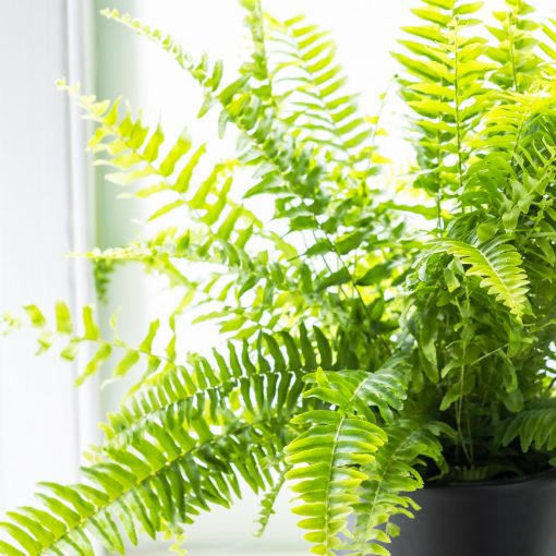 Nephrolepis Exaltata - Boston Fern - Image 3