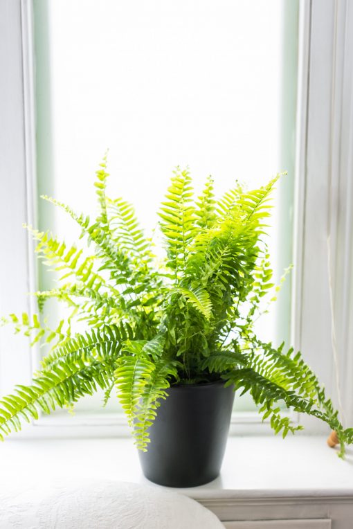 Nephrolepis Exaltata - Boston Fern