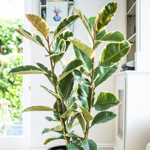 Ficus Elastica - Tineke - Image 2