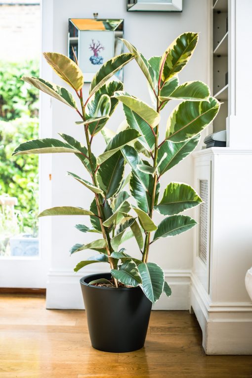 Ficus Elastica - Tineke