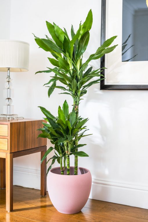 Dracaena Fragrans - Janet Lind - Dragon Tree