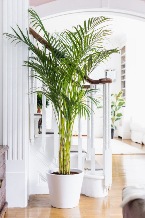 Dypsis Lutscens - Areca Palm