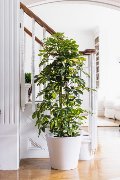 Schefflera Arboricola - Gold Capella