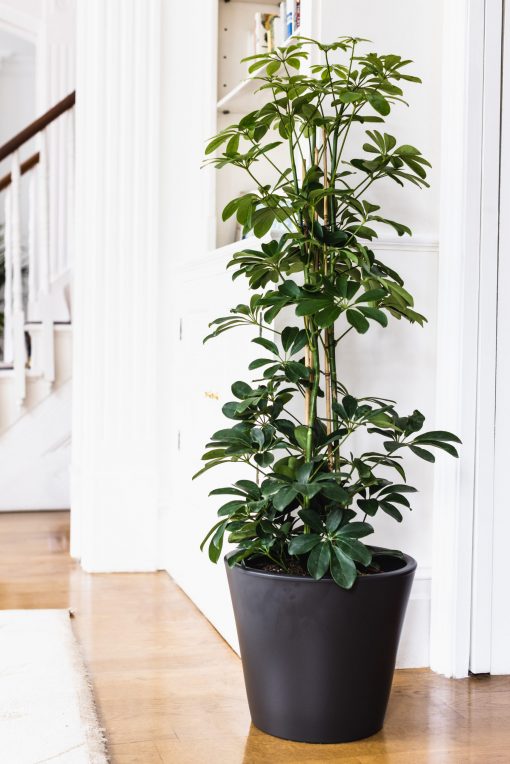 Schefflera Arboricola - Compacta