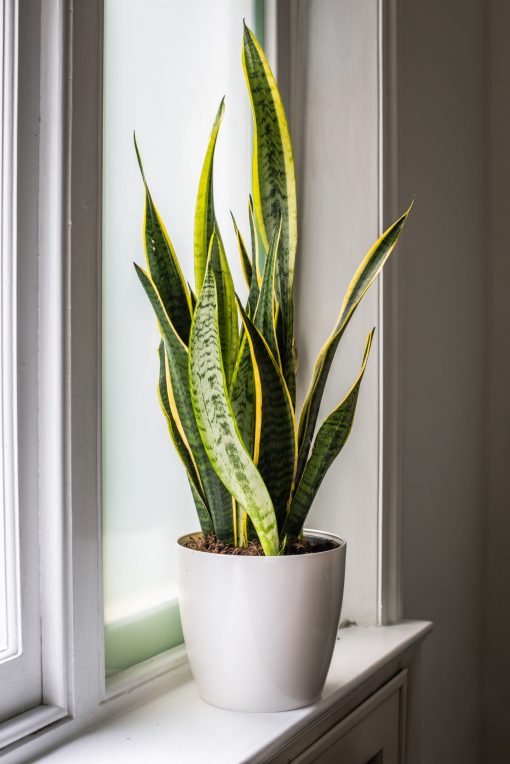 Sansevieria - Laurentii