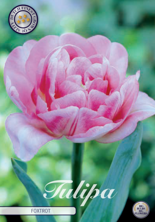 Pink Tulip Bulbs - Foxtrot