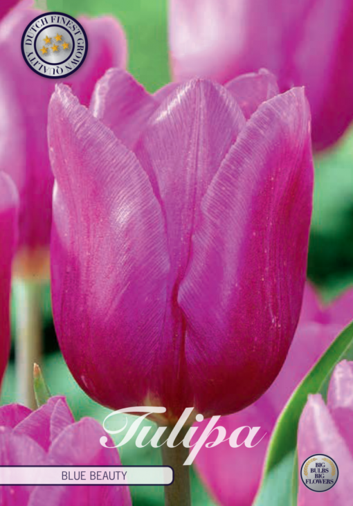 Purple Tulip Bulbs - Blue Beauty