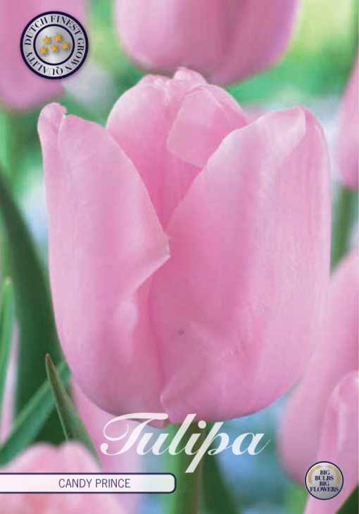 Pink Tulip Bulbs - Candy Prince