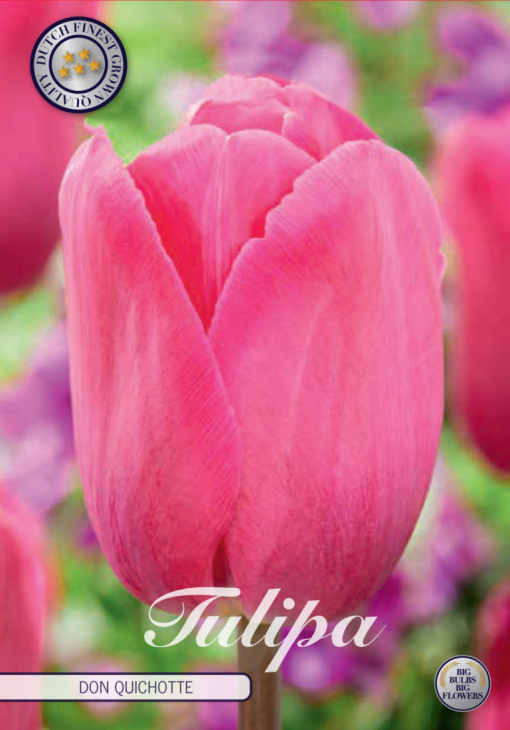 Pink Tulip Bulbs - Don Quichotte