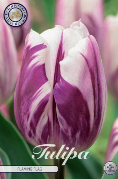 80150_Tulipa_Flaming_Flag-768x1100