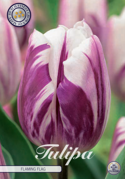 Purple Tulip Bulbs - Flaming Flag