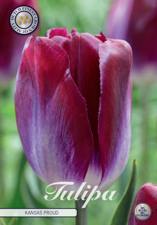 Burgundy Tulip Bulbs - Kansas Proud