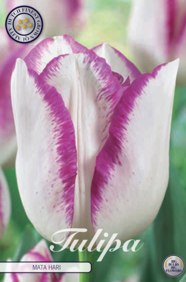 80200_Tulipa_Mata_Hari-768x1101