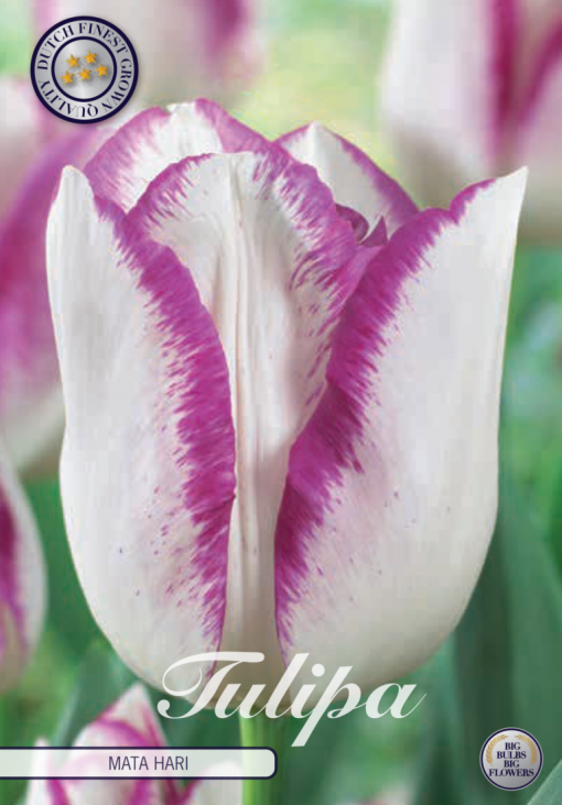 Purple Tulip Bulbs - Mata Hari