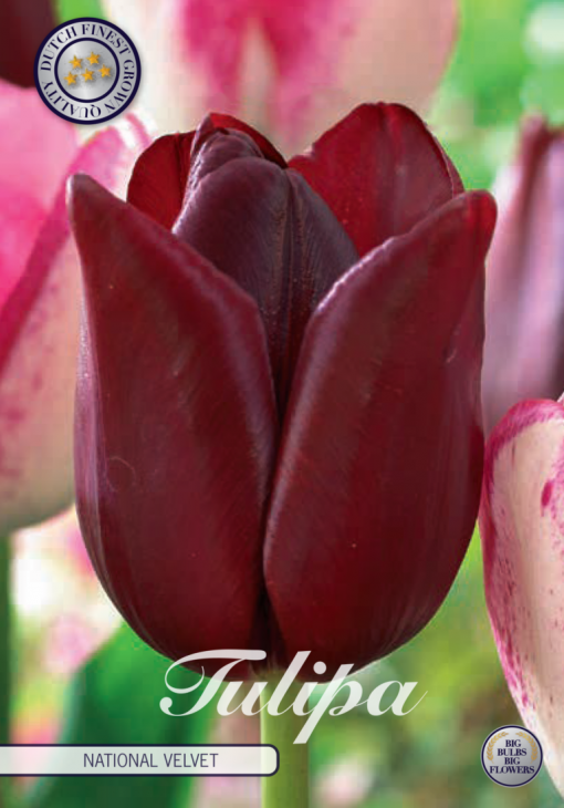 Burgundy Tulip Bulbs - National Velvet