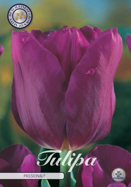 Purple Tulip Bulbs - Passionale