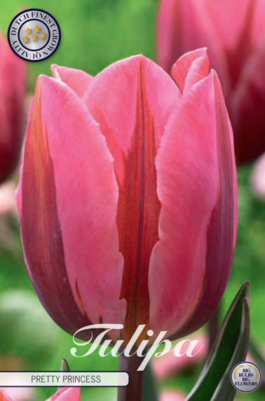 80220_Tulipa_Pretty_Princess-768x1100