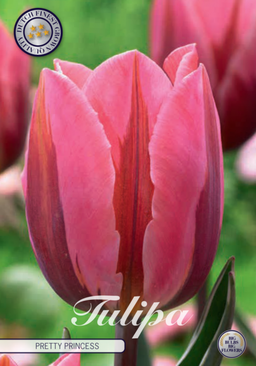 Pink Tulip Bulbs - Pretty Princess