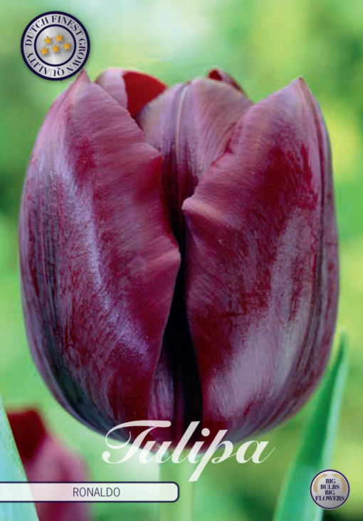 Burgundy Tulip Bulbs - Ronaldo