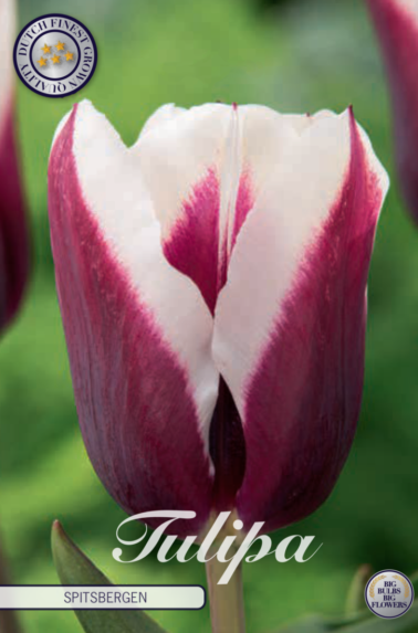 80250_Tulipa_Spitsbergen-768x1100