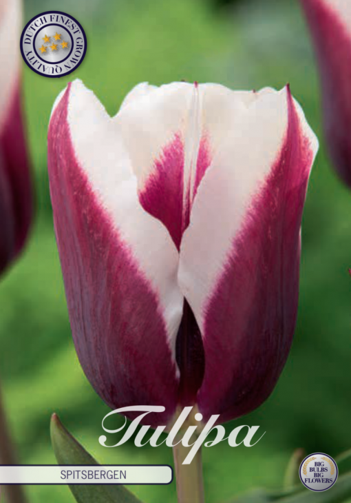 Burgundy Tulip Bulbs - Spitsbergen