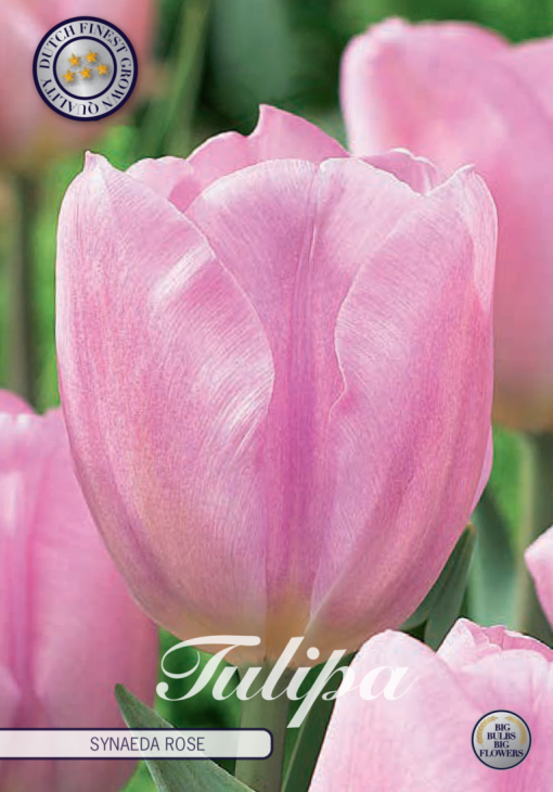 Pink Tulip Bulbs - Synaeda Rose