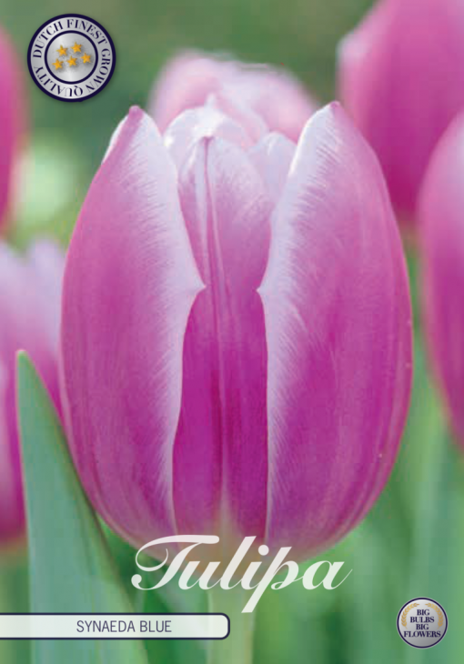 Purple Tulip Bulbs - Synaeda Blue