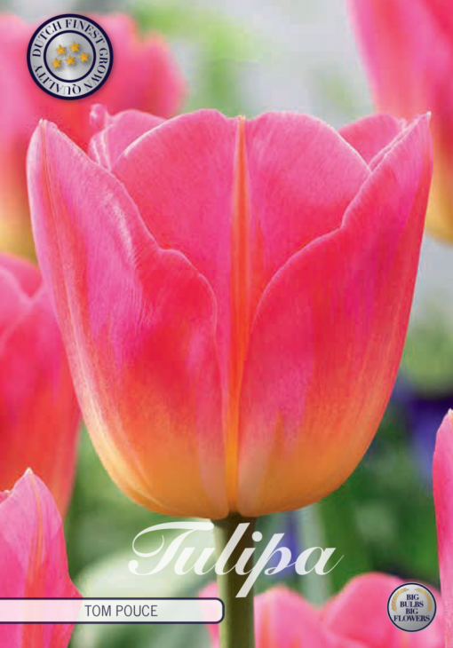 Pink Tulip Bulbs - Tom Pouce