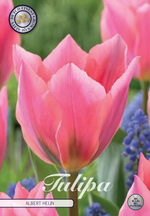 Pink Tulip Bulbs - Albert Heijn