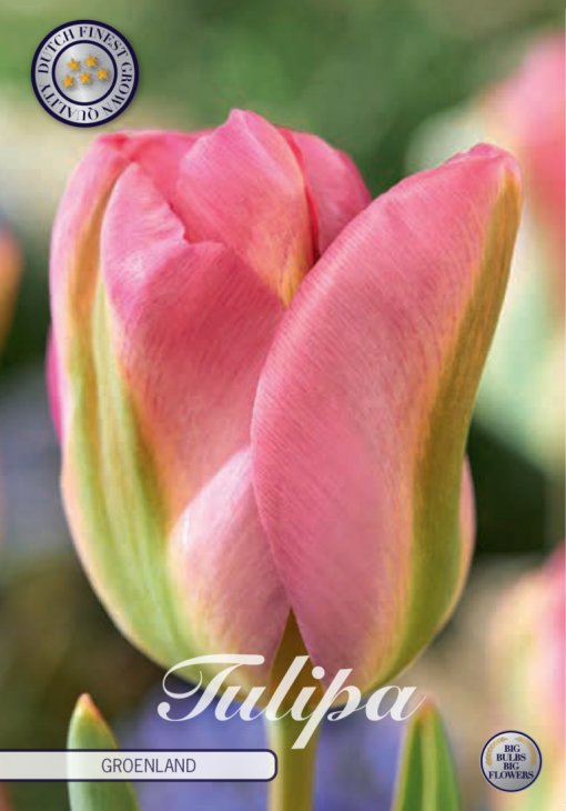 Pink Tulip Bulbs - Groenland